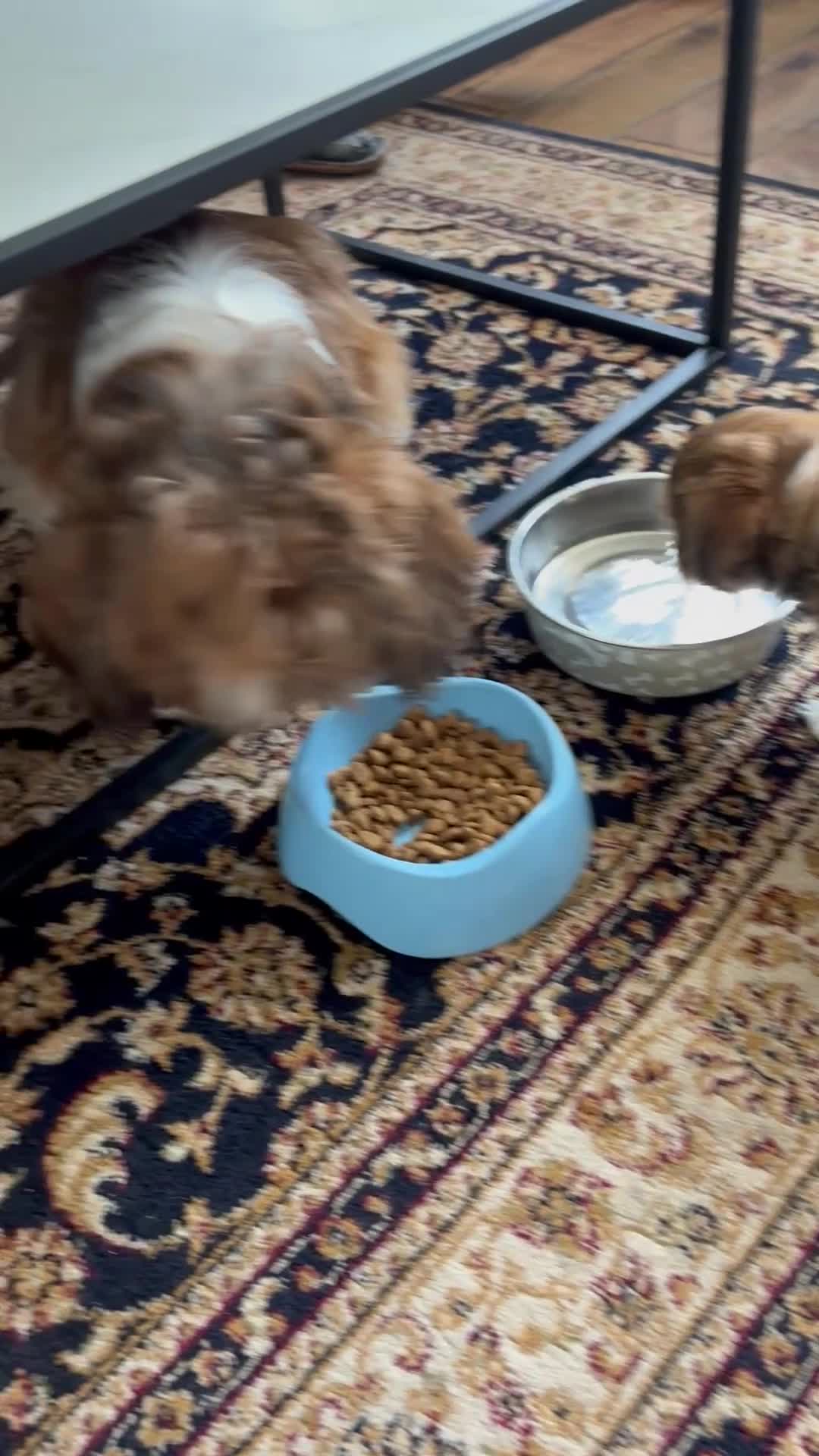 Mixed Breed dogs for sale: SHIH TZU Mix  - Video 1