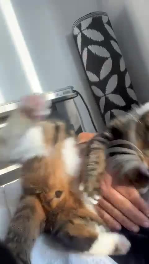 Mixed Breed cats for adoption: Rescue cat, Boysie (6yrs) needs second chance - Video 2