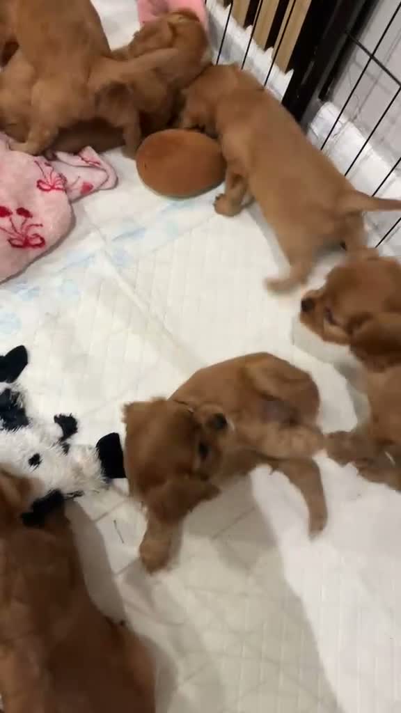 Cavalier King Charles Spaniel dogs for sale: KC registered Cavalier King Charles Spaniels  - Video 1