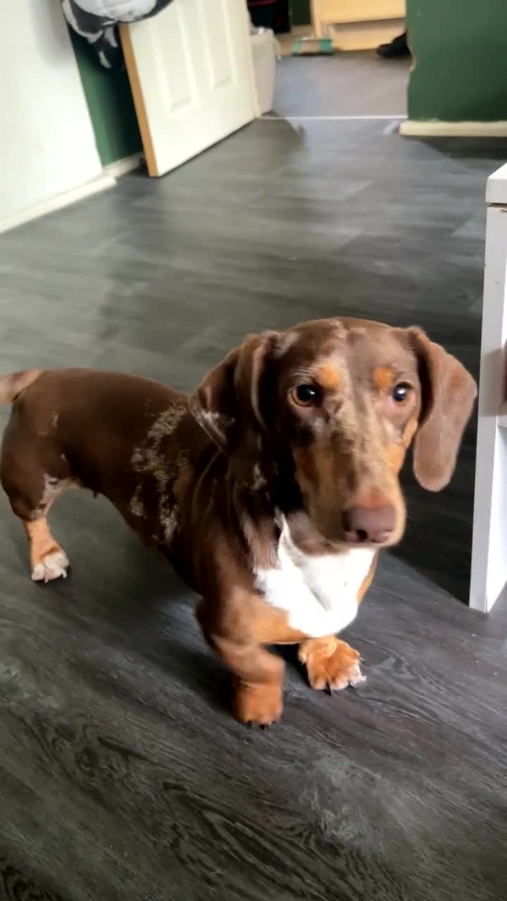 Dachshund dogs for sale: Dachshund looking for her forever home - Video 2