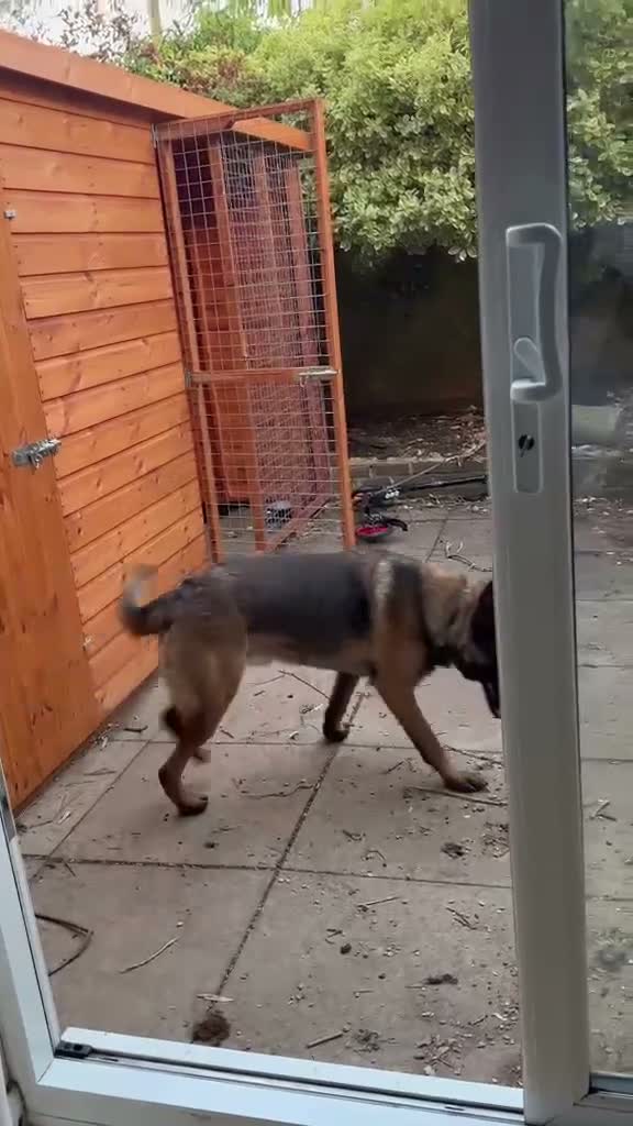 Mixed Breed dogs for sale: GSD x Malinois mix - ready now, MK in Milton Keynes - Video 1