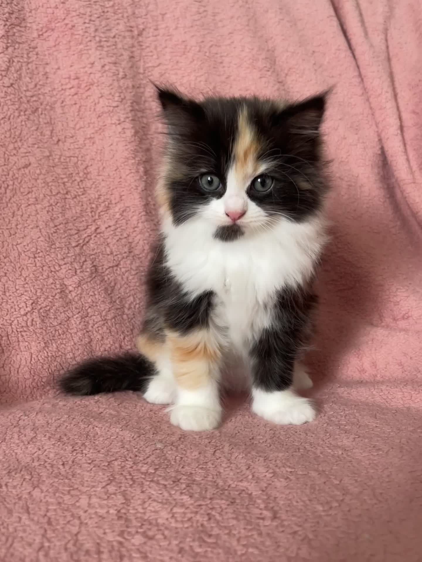 Ragdoll cats for sale: Beautiful Scottish fold mix Ragdoll Kittens - Video 2