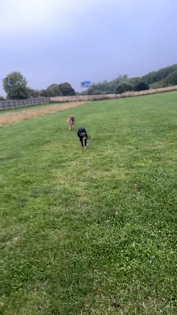 Belgian Shepherd Dog dogs for sale: Belgian mal - Video 3