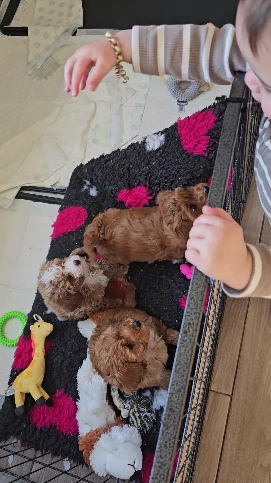 Cavapoo dogs for sale: 🧡 Cavapoo Boy! 🧡 in Kidderminster - Video 2