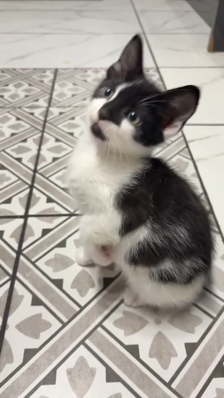 Mixed Breed cats for sale: 3 Beautiful Kittens Looking for Loving Homes  - Video 3