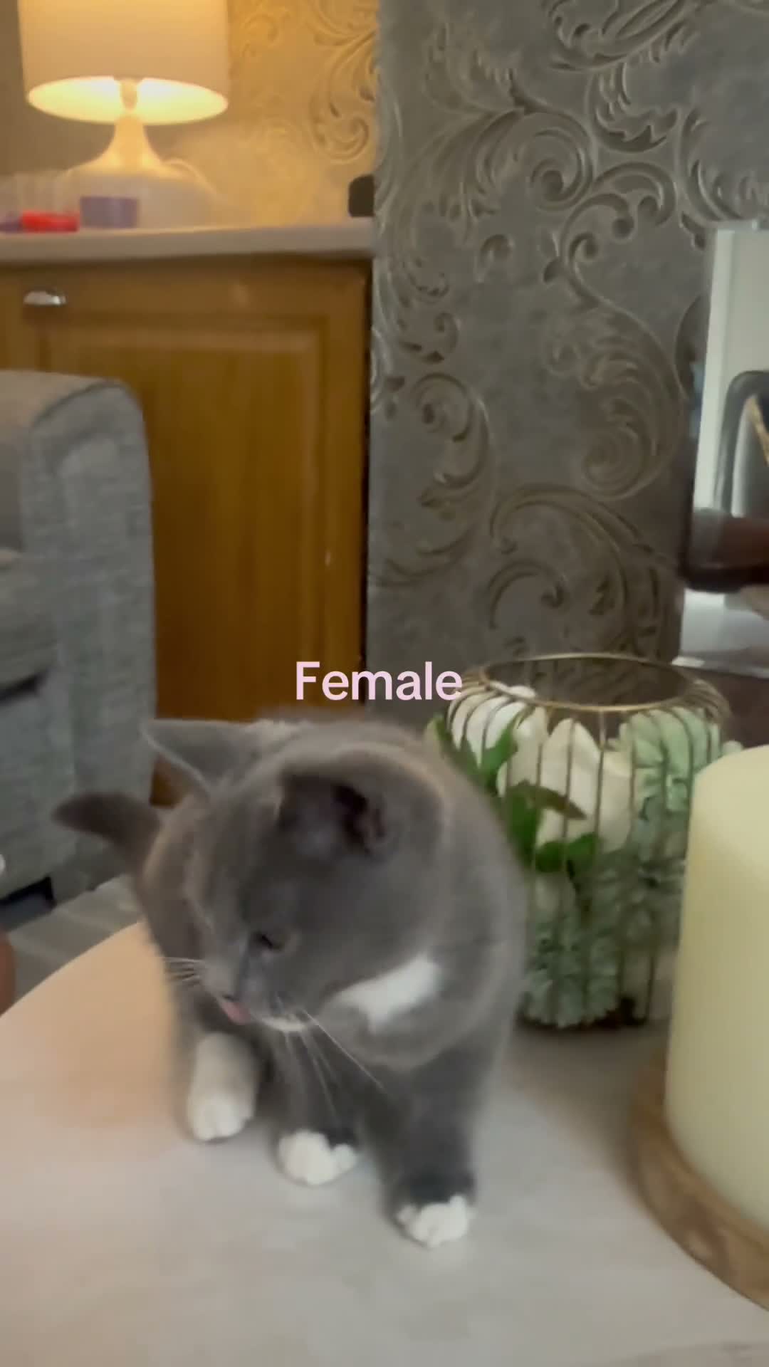 British Shorthair cats for sale: Beautiful British short hair 2 male 1 female  - Video 1