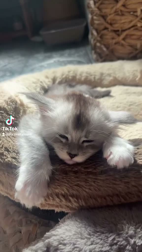 Maine Coon cats for sale: Beautiful TICA Purebred Maine Coon Kittens - Video 2
