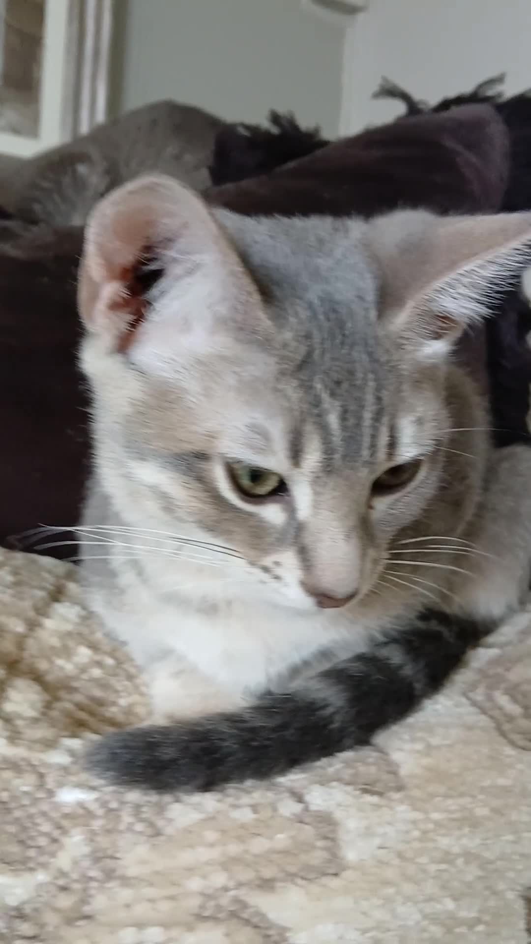 Bengal cats for sale: BLUE Bengal Boy | LAST OF HIS LITTER - Video 2