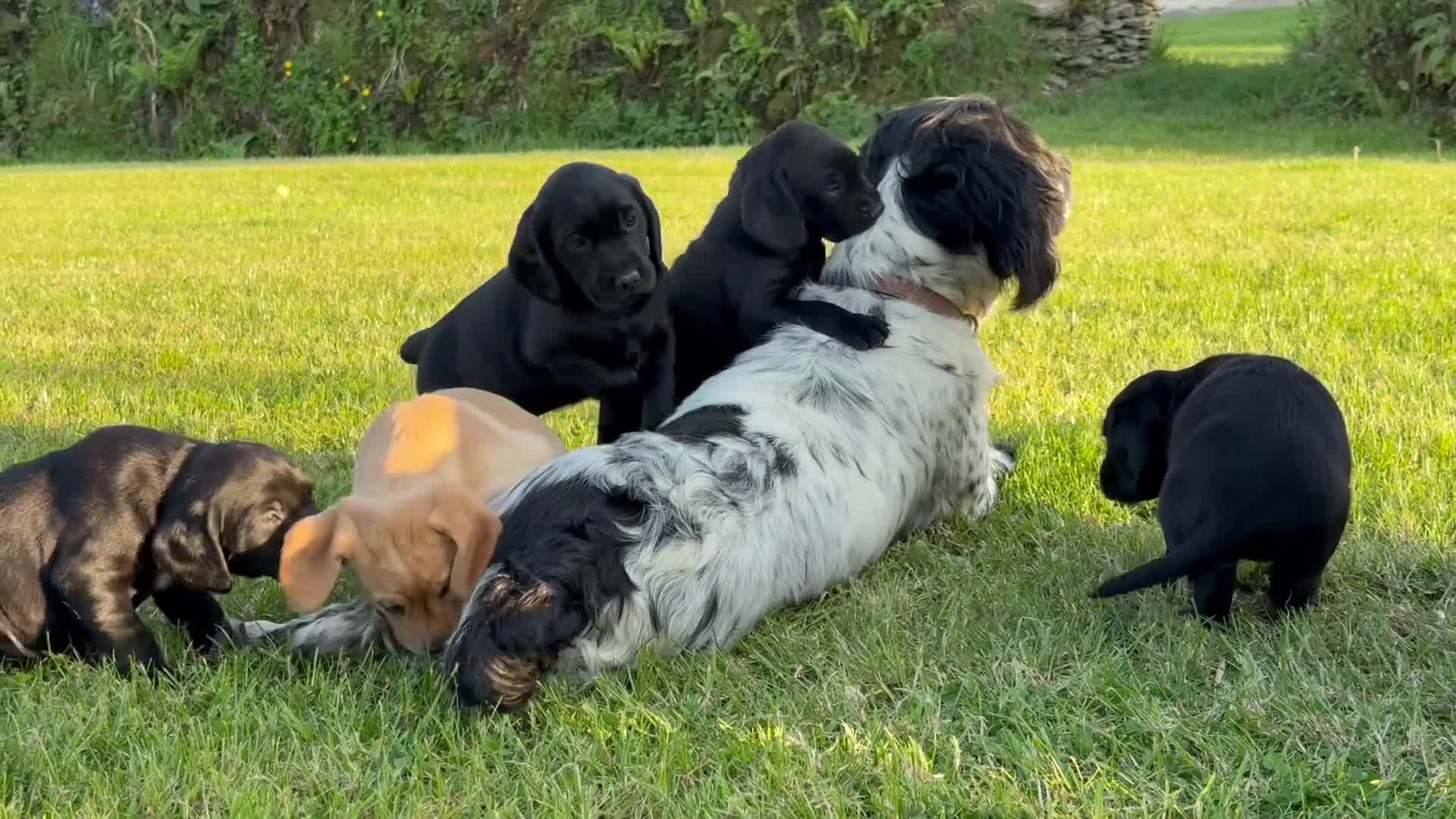 Springador dogs for sale: Spaniel x Labrador puppies  - Video 1