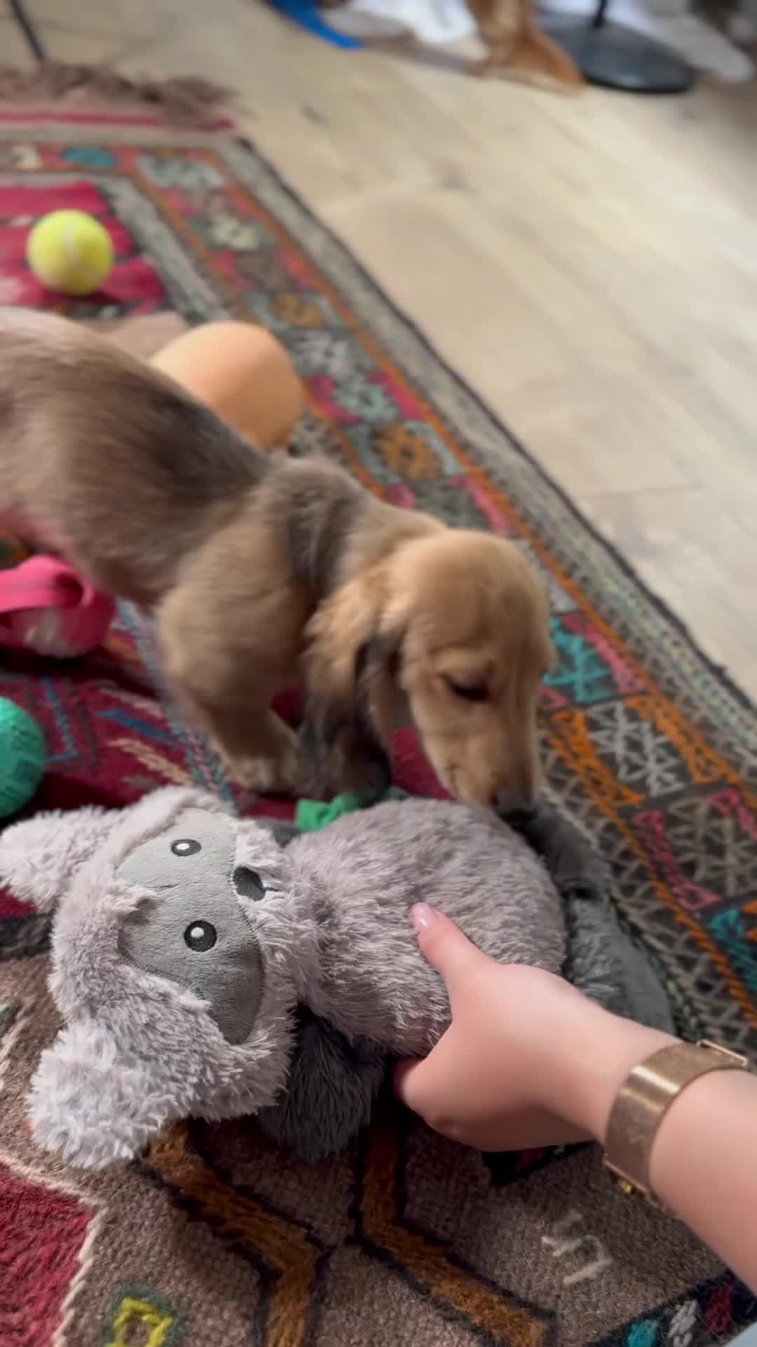 Miniature Dachshund dogs for sale: Beautiful Long-Haired Dachshund - Video 1