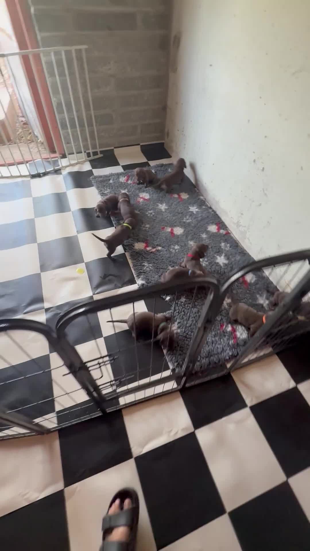 Mixed Breed dogs for sale: German pointer cross dashchund - Video 1