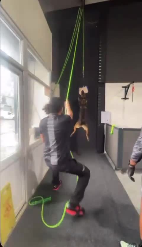 Belgian Shepherd Dog dogs for stud: SERIOUS SIRUS  - Video 1