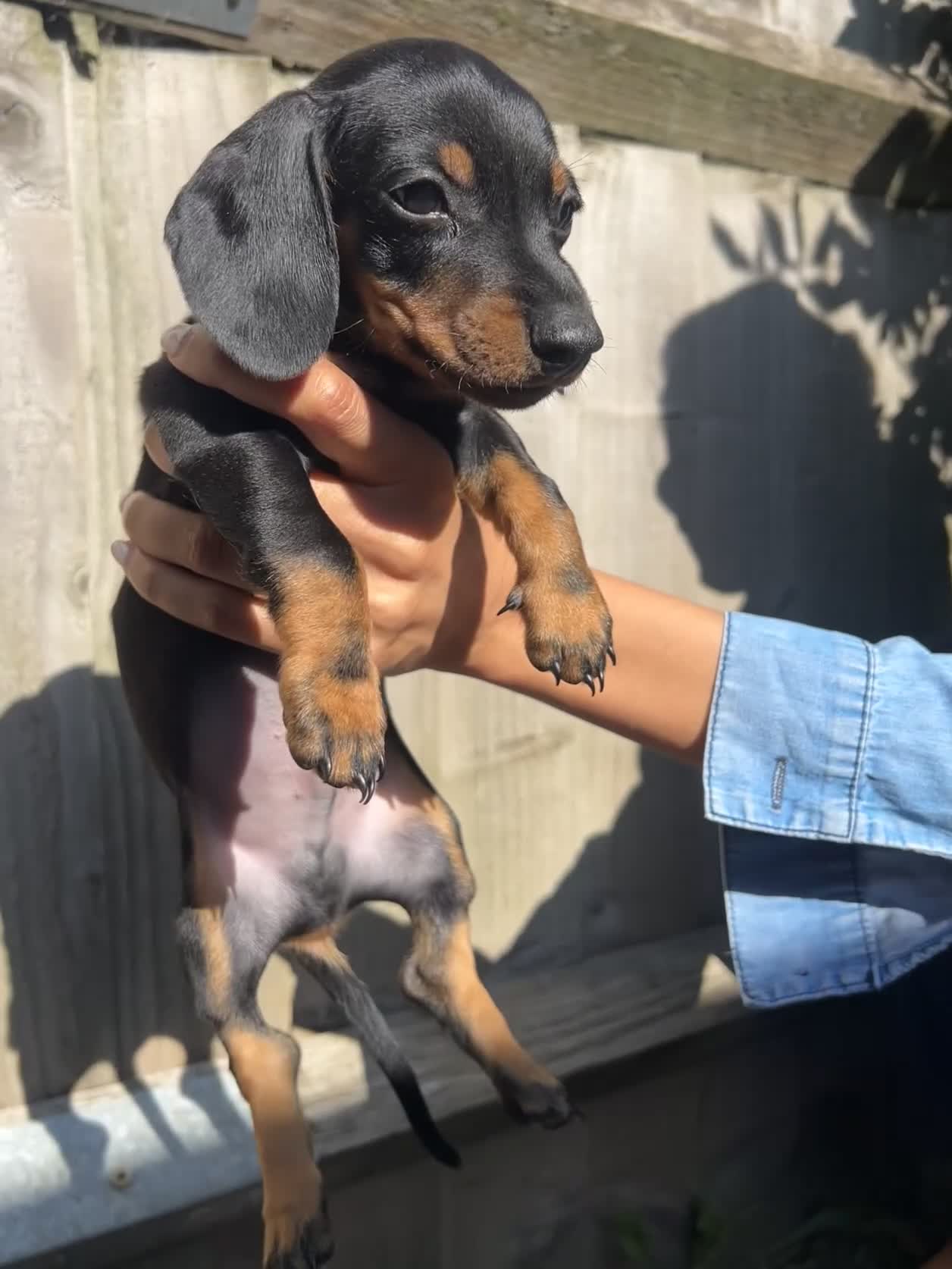 Dachshund dogs for sale: Gorgeous Black and Tan Dachshund Puppies - Video 3