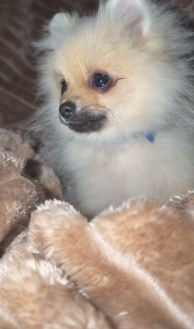 Pomeranian dogs for sale: KC REG  **  POMERANIAN PUPPIES AVAILABLE 💙💙💖 in Stockton-on-Tees - Video 3