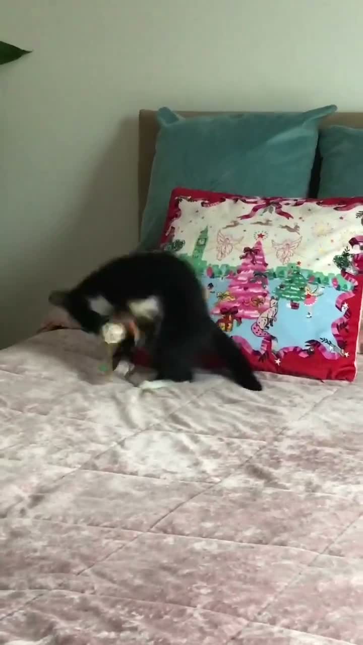 Mixed Breed cats for sale: Cute kittens for sale - Video 1
