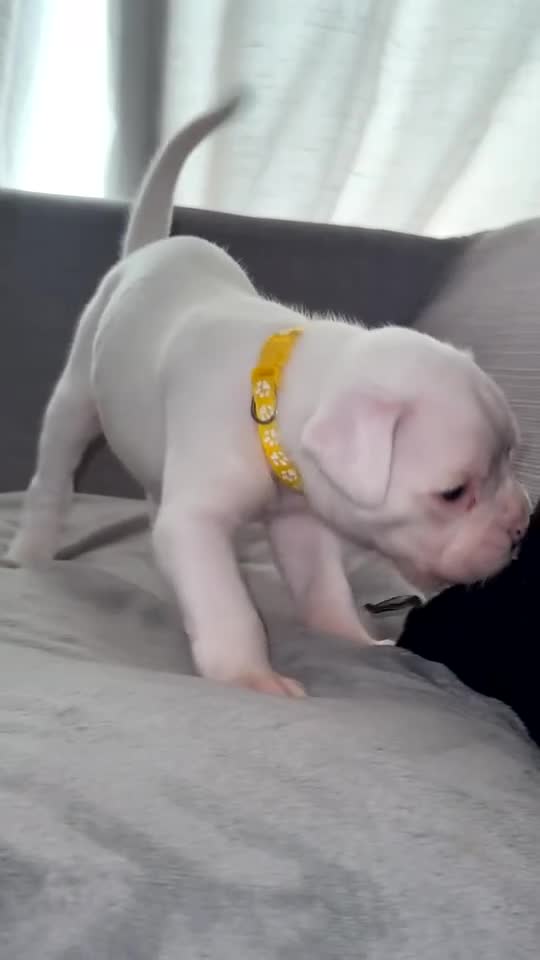 Boxer dogs for sale: Gorgeous KC Registered Boxer Pups - ONLY 3 LEFT - Video 3