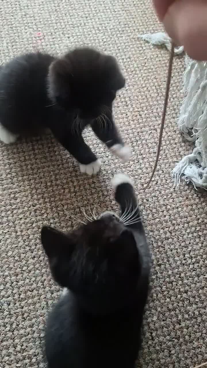 Mixed Breed cats for sale: Two little kittens looking for a home. - Video 2