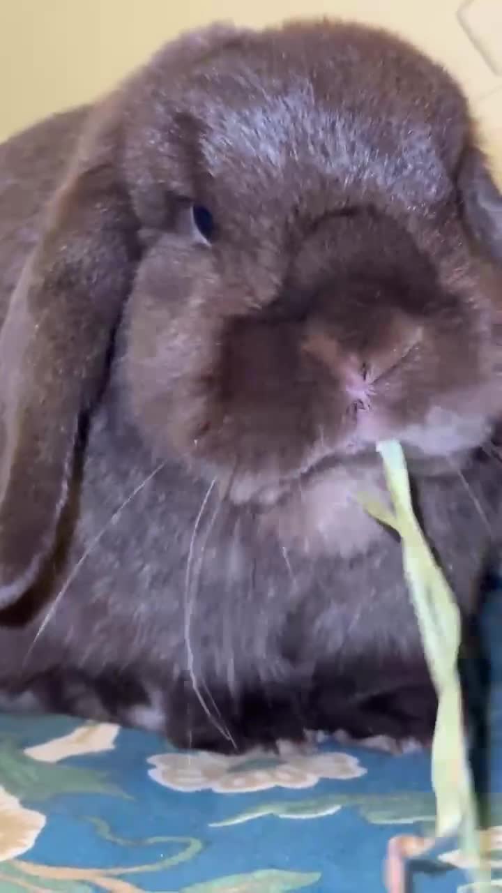 Mini Lop rabbits for sale: 🐰 Adorable Mini Lop Pair Looking for a Home! 🐰 - Video 4