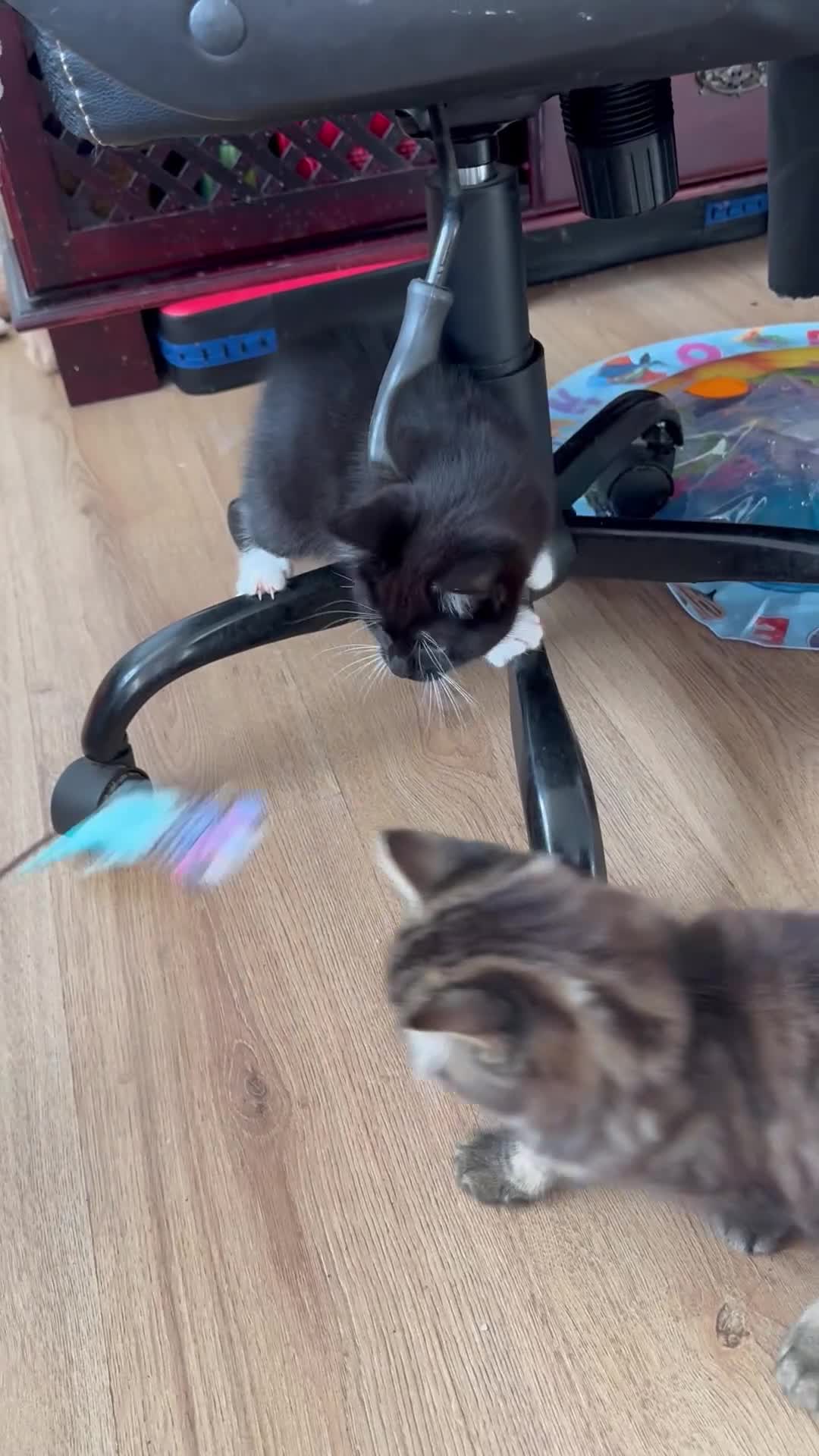 Mixed Breed cats for sale: Adorable kitten looking loving home  - Video 1