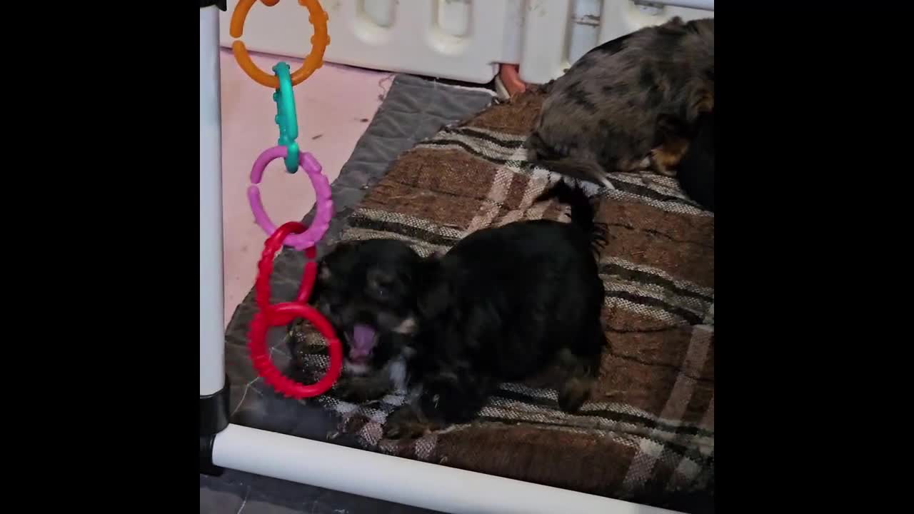 Yorkshire Terrier dogs for sale: Colorful Yorkshire Terrier puppies for sale - Video 2