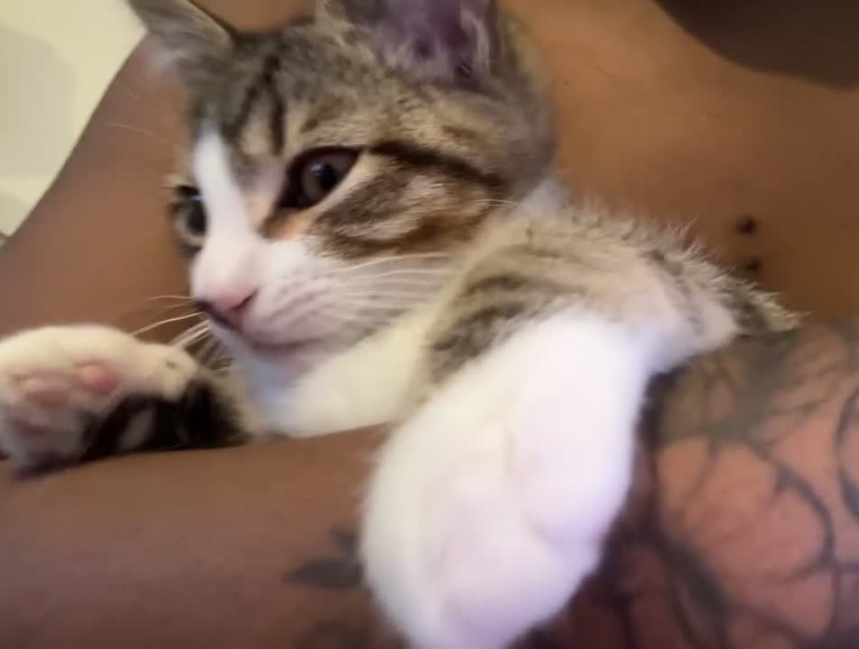 Mixed Breed cats for sale: Milos rehome in Leeds - Video 1