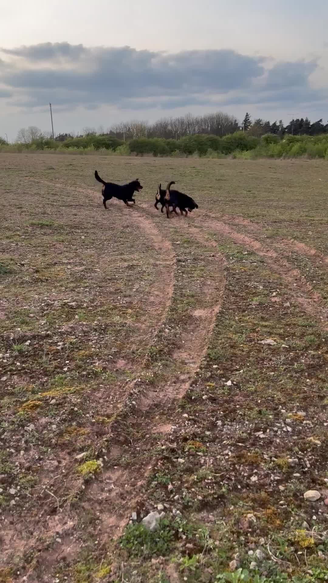 Rottweiler dogs for stud: •PROVEN •Very experienced stunning Rottweiler Stud - Video 1