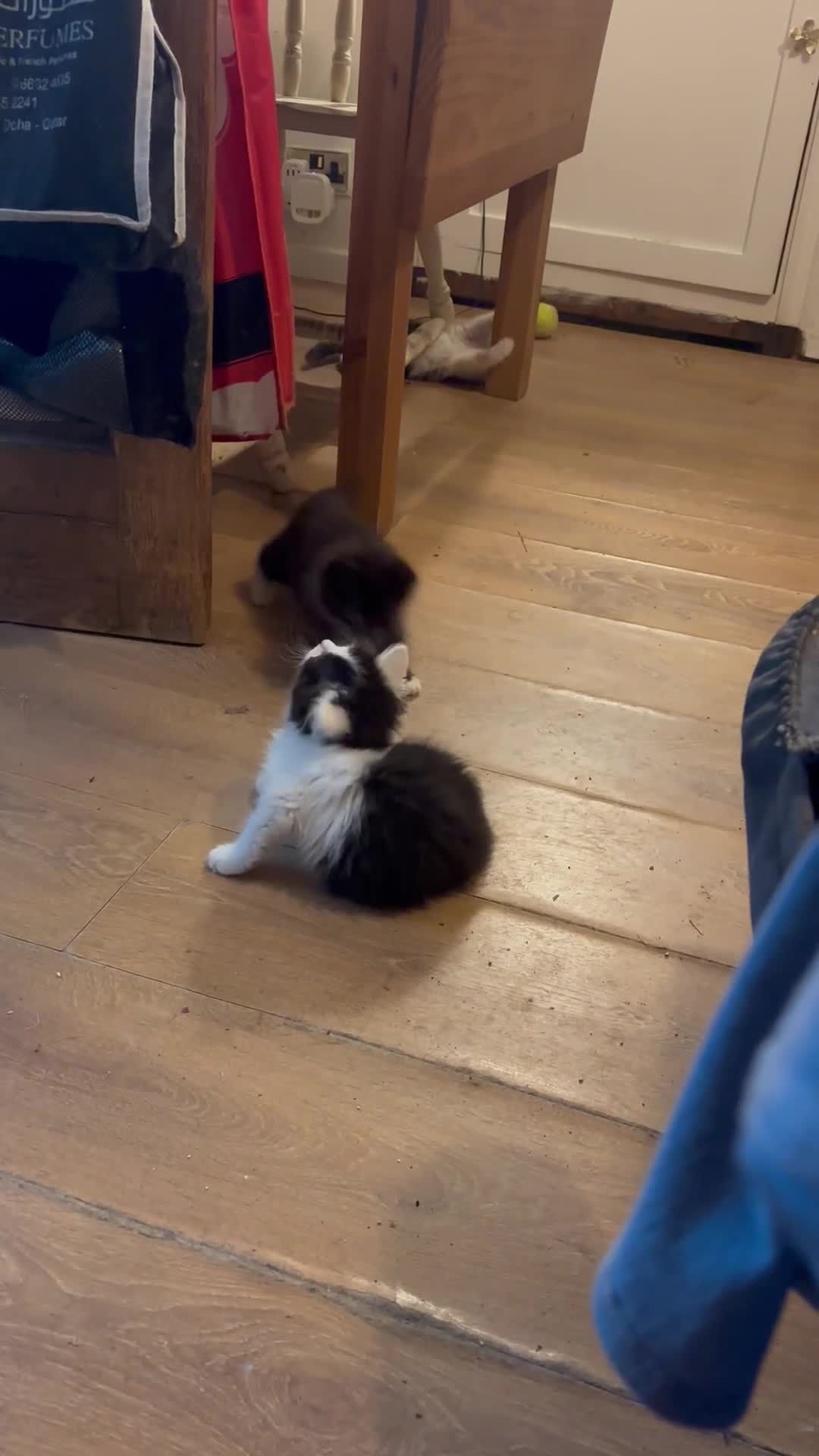 Mixed Breed cats for sale: Five semi long haired kittens available now - Video 4