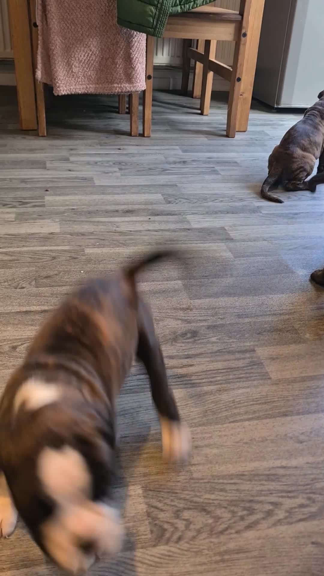 Boxer dogs for sale:  Puppies KC – Exceptional Champion Bloodlines 🐾 - Video 2