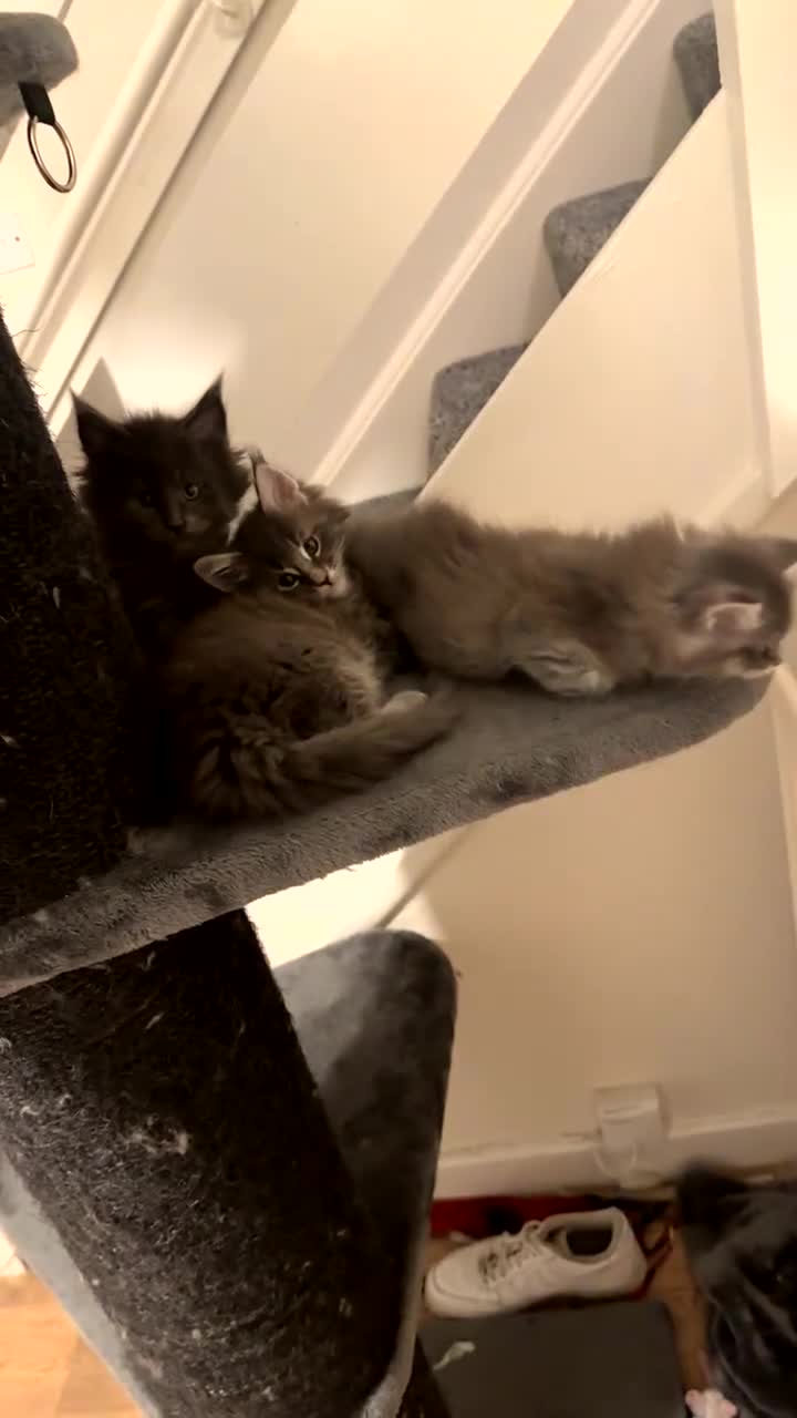 Maine Coon cats for sale: maine coon kittens  - Video 2