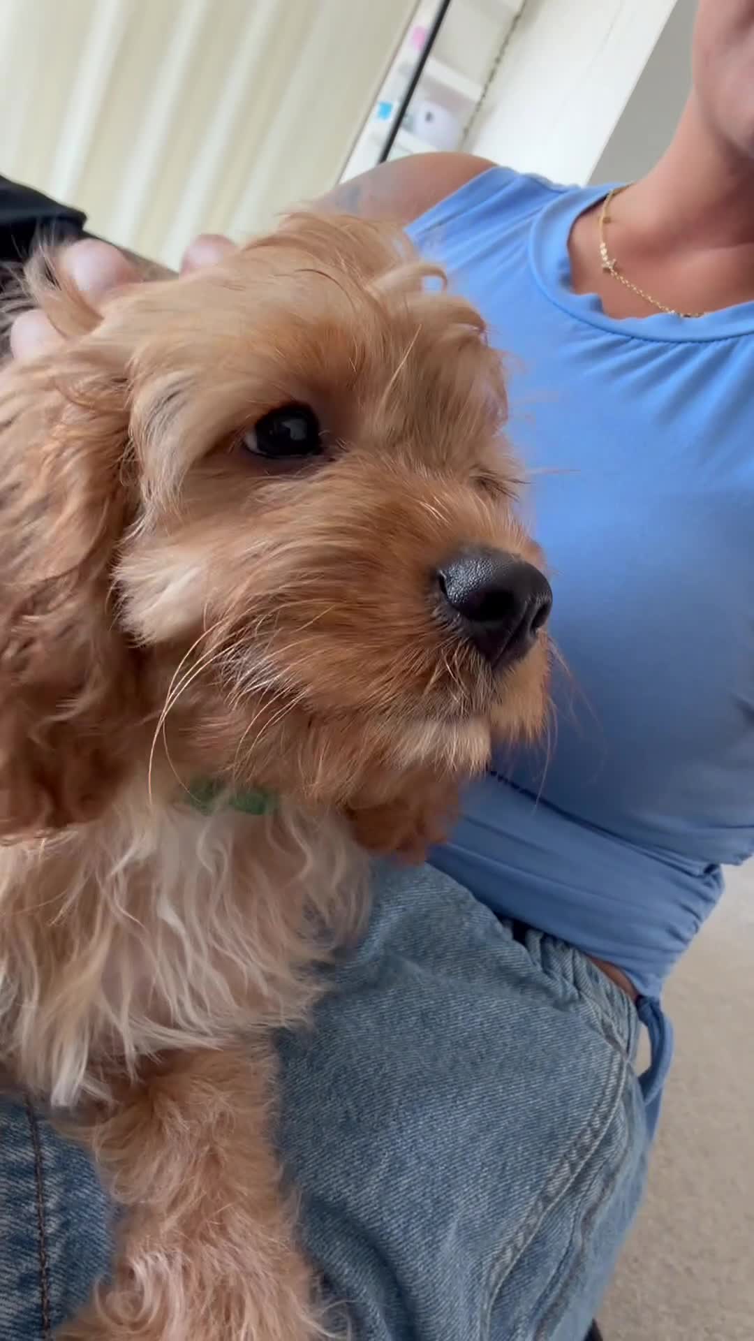 Cavapoo dogs for sale: ✨ TINY Fox Red F1 Cavapoos ✨ - Video 1