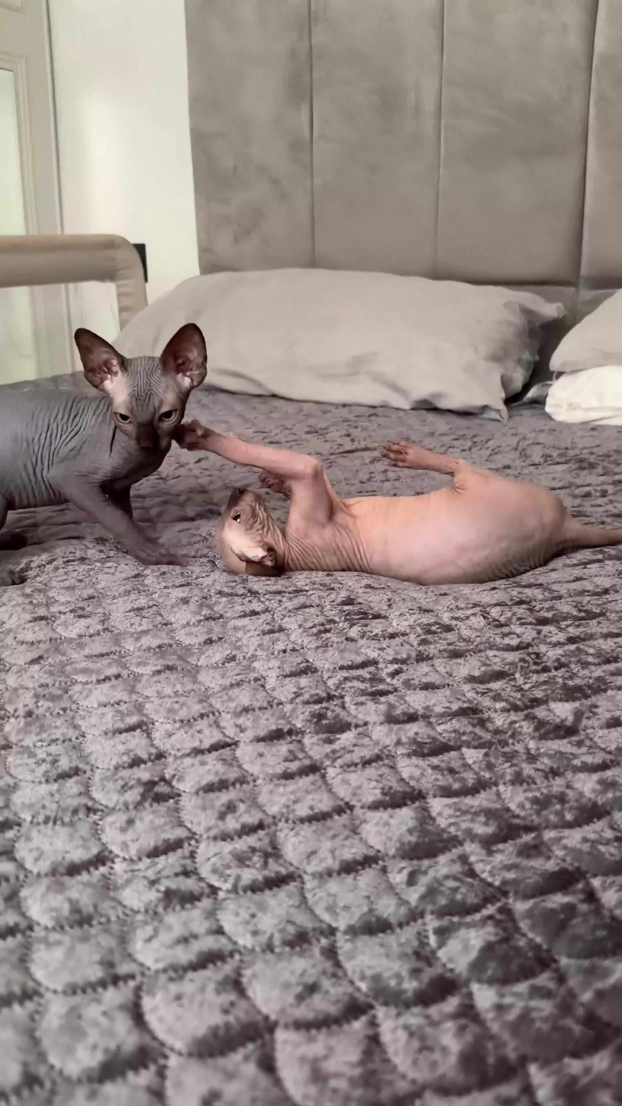 Sphynx cats for sale: !🌺🫶 Ready NOW!! - Video 2