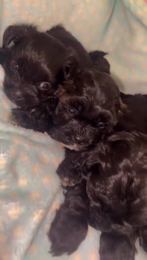 Shihpoo dogs for sale: Beautiful Shihpoos 🐶🐾 - Video 1