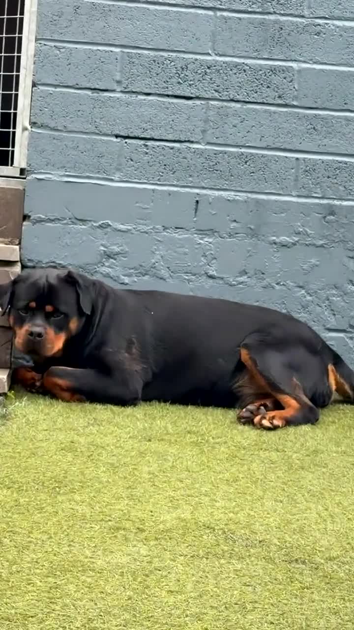 Rottweiler dogs for sale: CONFIRMED BREEDING 31st august  in Cardiff - Video 1