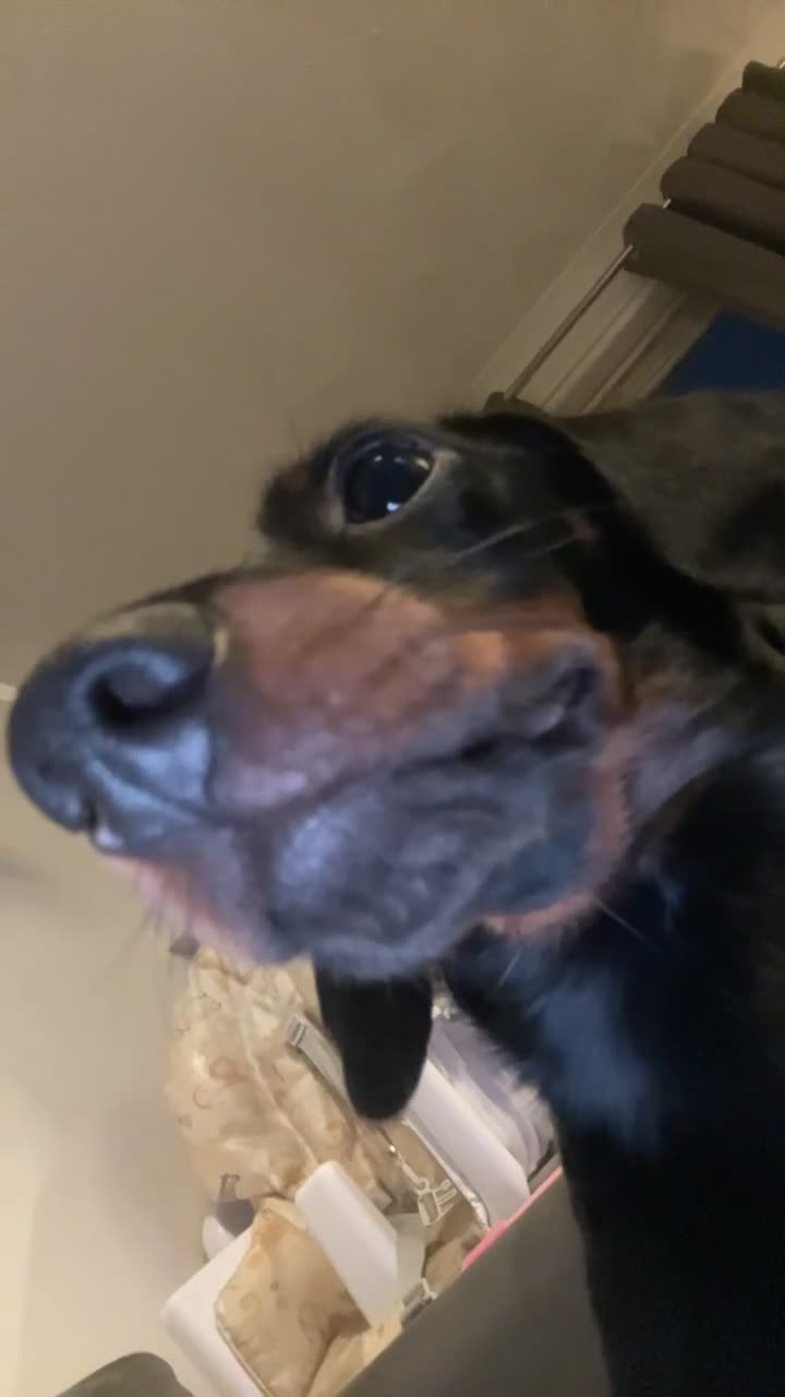 Miniature Dachshund dogs for sale: 5 month old pup looking to rehome  - Video 1