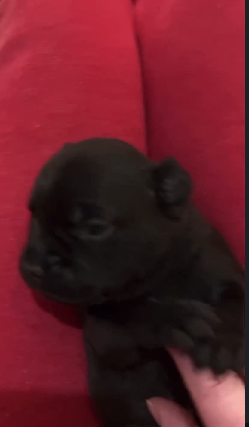 Staffordshire Bull Terrier dogs for sale: Full Respect Trained Staffordshire Bull Puppies in Worthing - Video 4