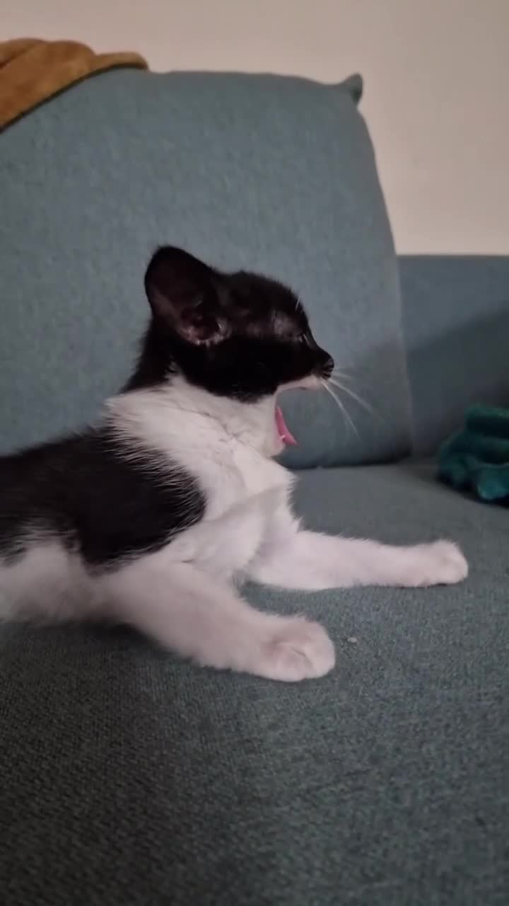 Mixed Breed cats for sale: Adorable kittens  - Video 1