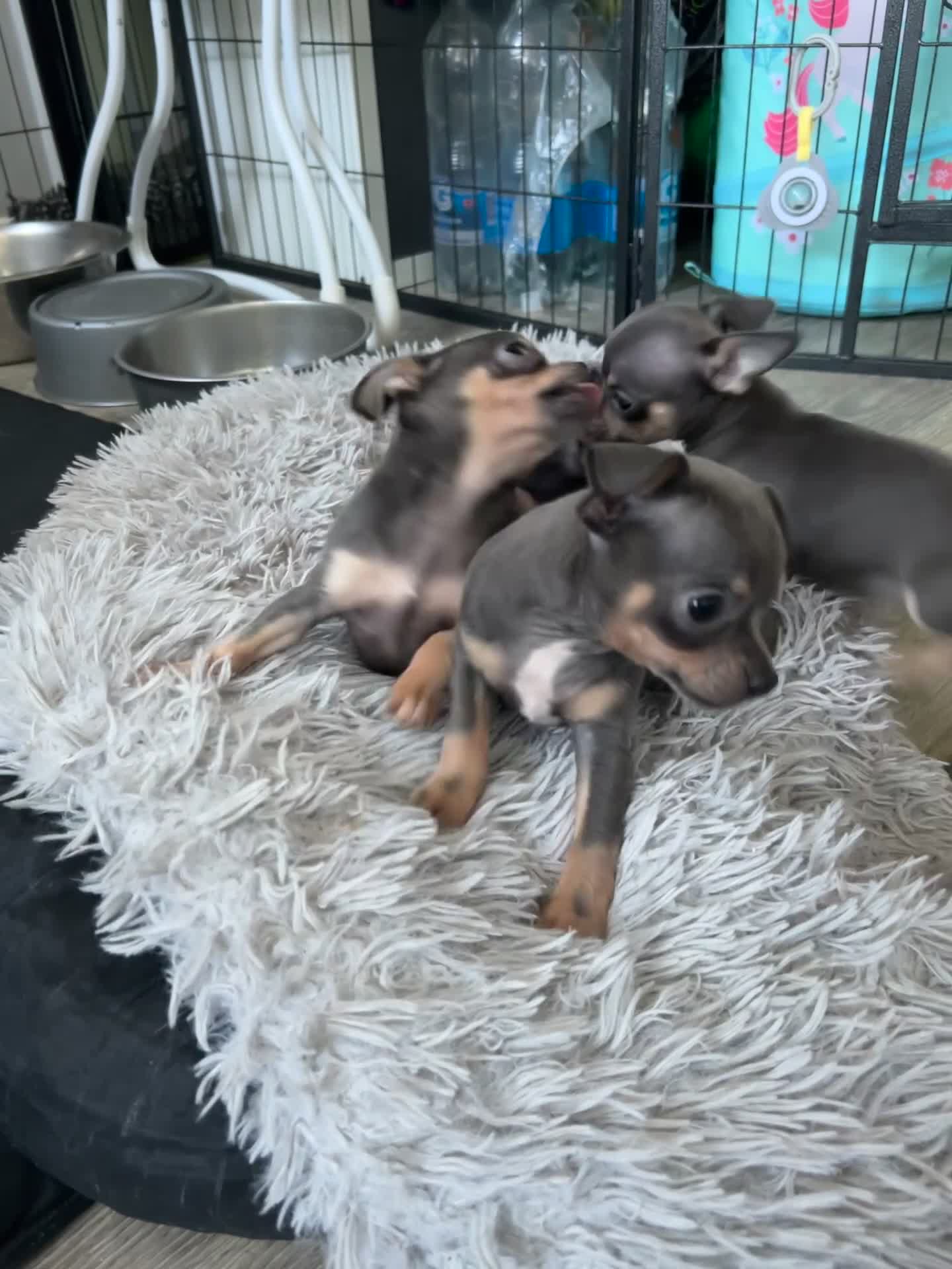 Chihuahua dogs for sale: Beautiful blue tri chihuahua puppies ready now - Video 1