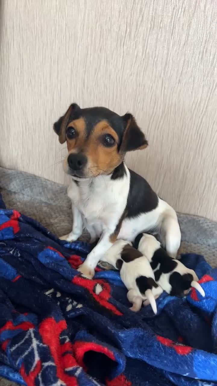 Jack Russell dogs for sale: Jack Russel  - Video 1
