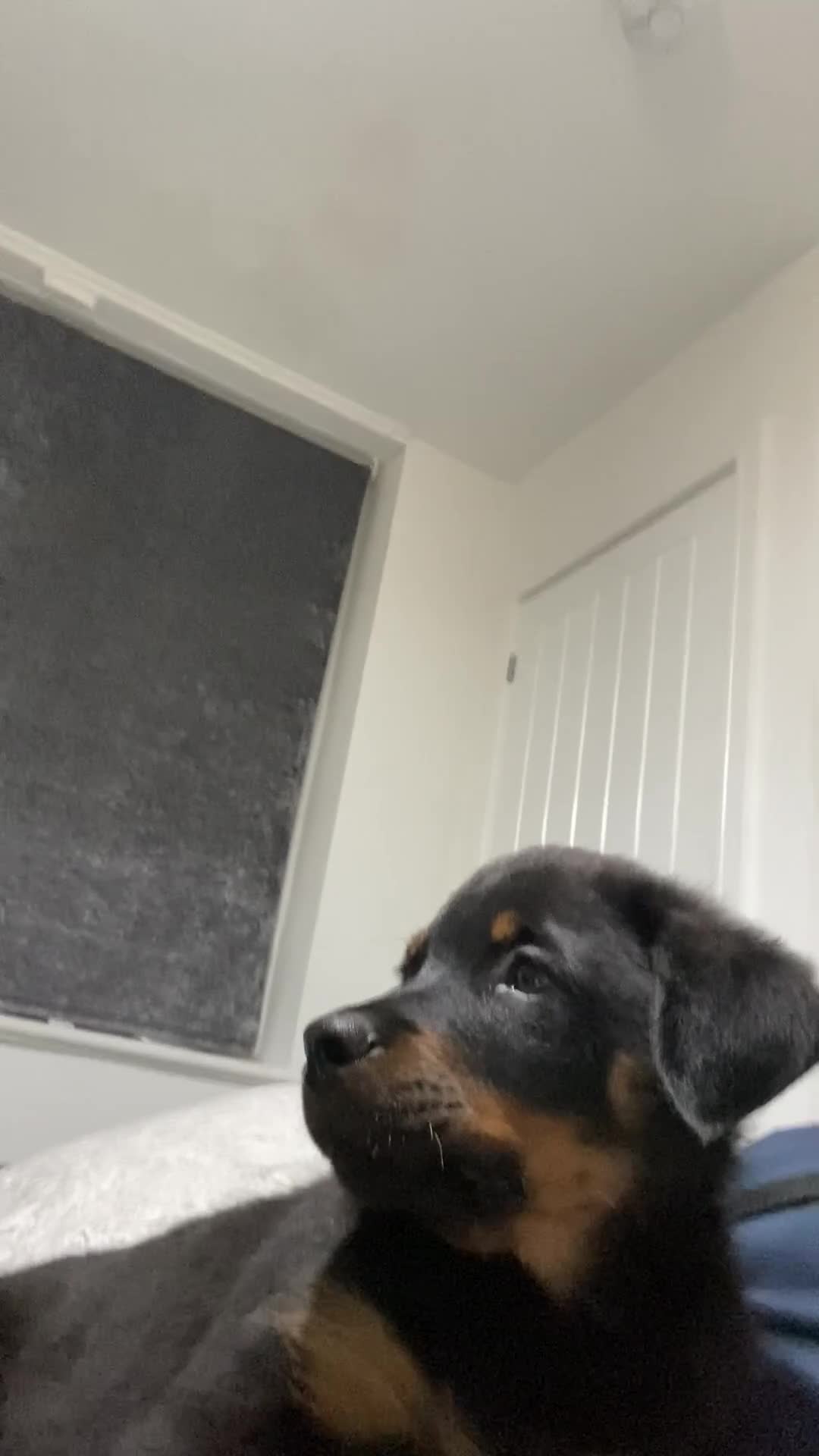 Rottweiler dogs for sale: Rottweiler puppies still available  - Video 3