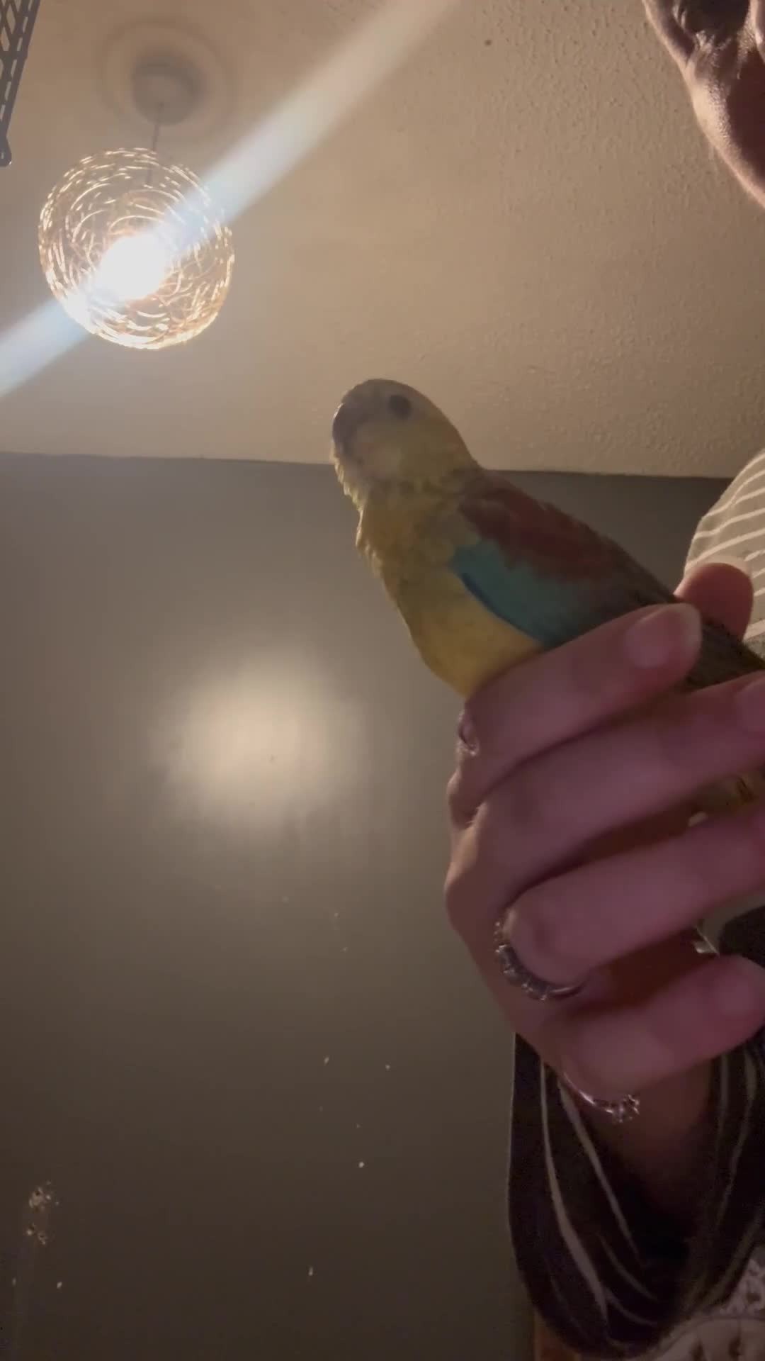 Parakeets birds for sale: Handreared and super tame red rump - Video 3
