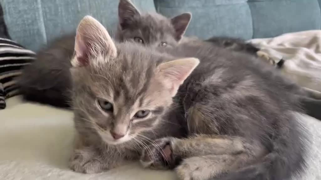 British Shorthair cats for sale: 4 Adorable little guys in Orpington - Video 2