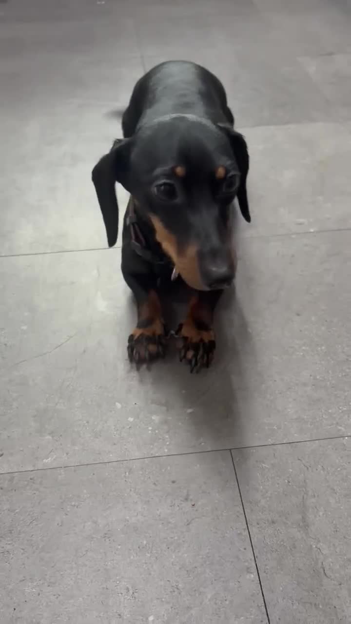 Jackshund dogs for sale: Beautiful 4.5 year old Dachshund x Jack in Cardiff - Video 1