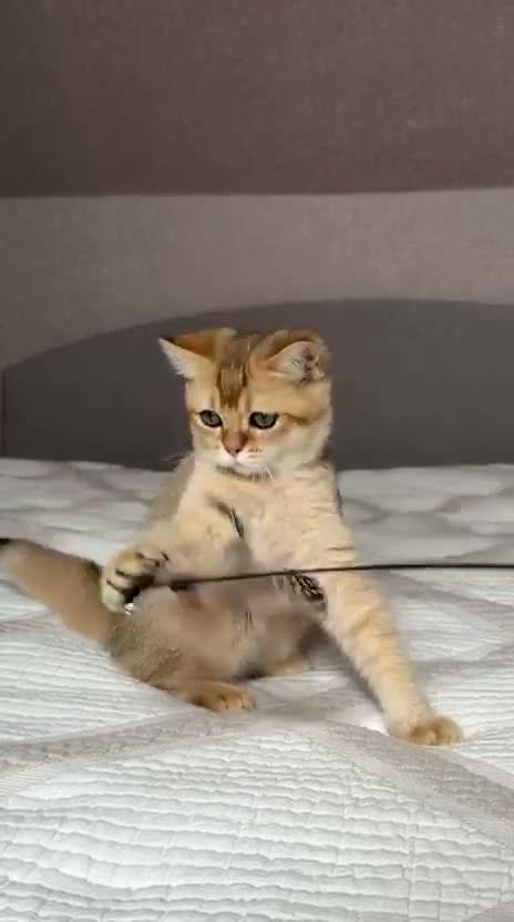 British Shorthair cats for sale: Handsome BSH Boy Black Golden Shaded (ny 11) - Video 5