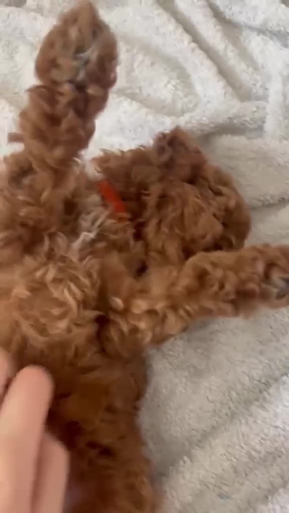 Cavapoo dogs for sale: Ready now. Deep Red Superb Cavapoo pups F1b - Video 1
