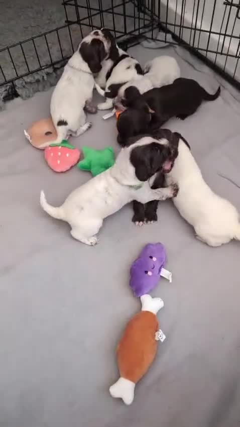 Sprocker dogs for sale: 7 beautiful sprockers - Video 1