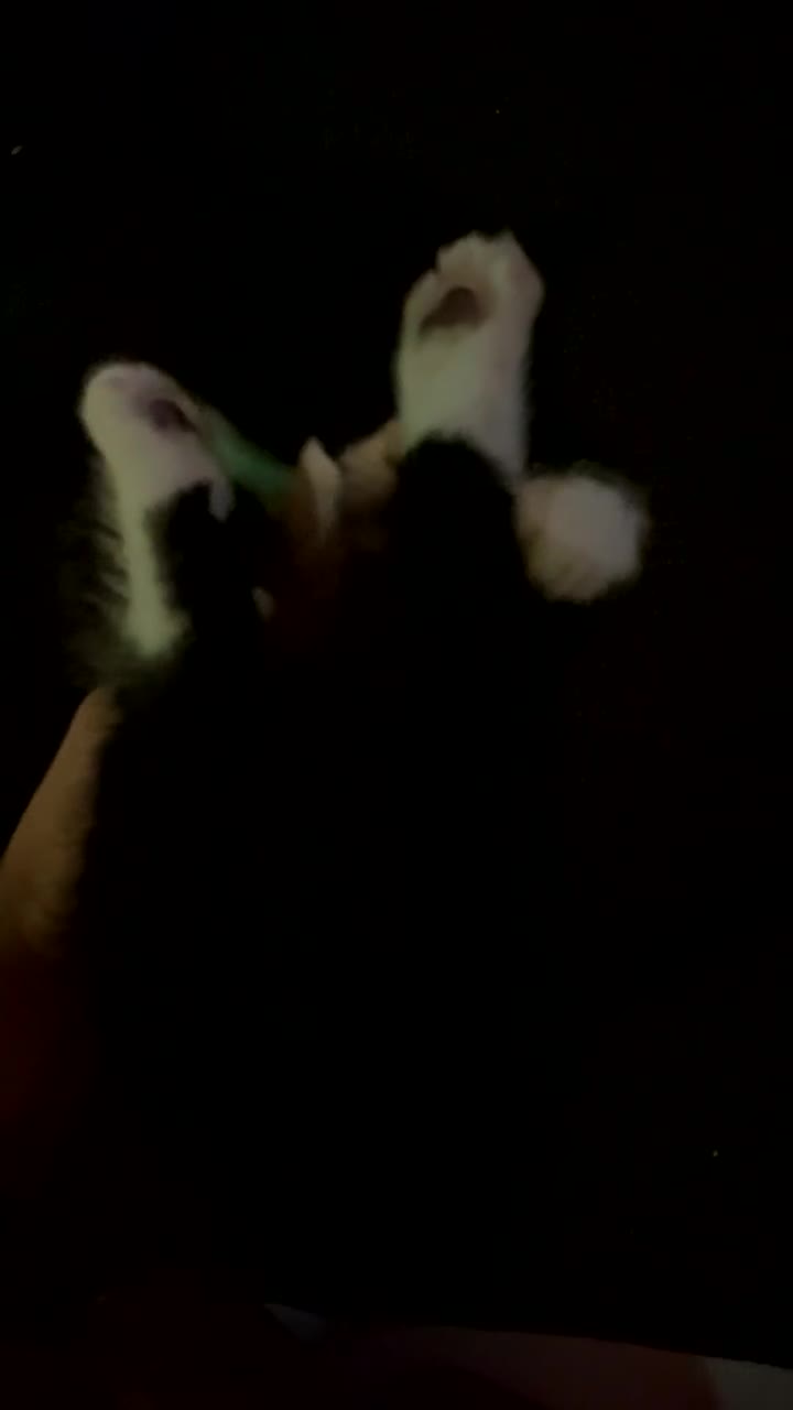 Mixed Breed cats for sale: Kittens for sale black and white mixed cuties - Video 3