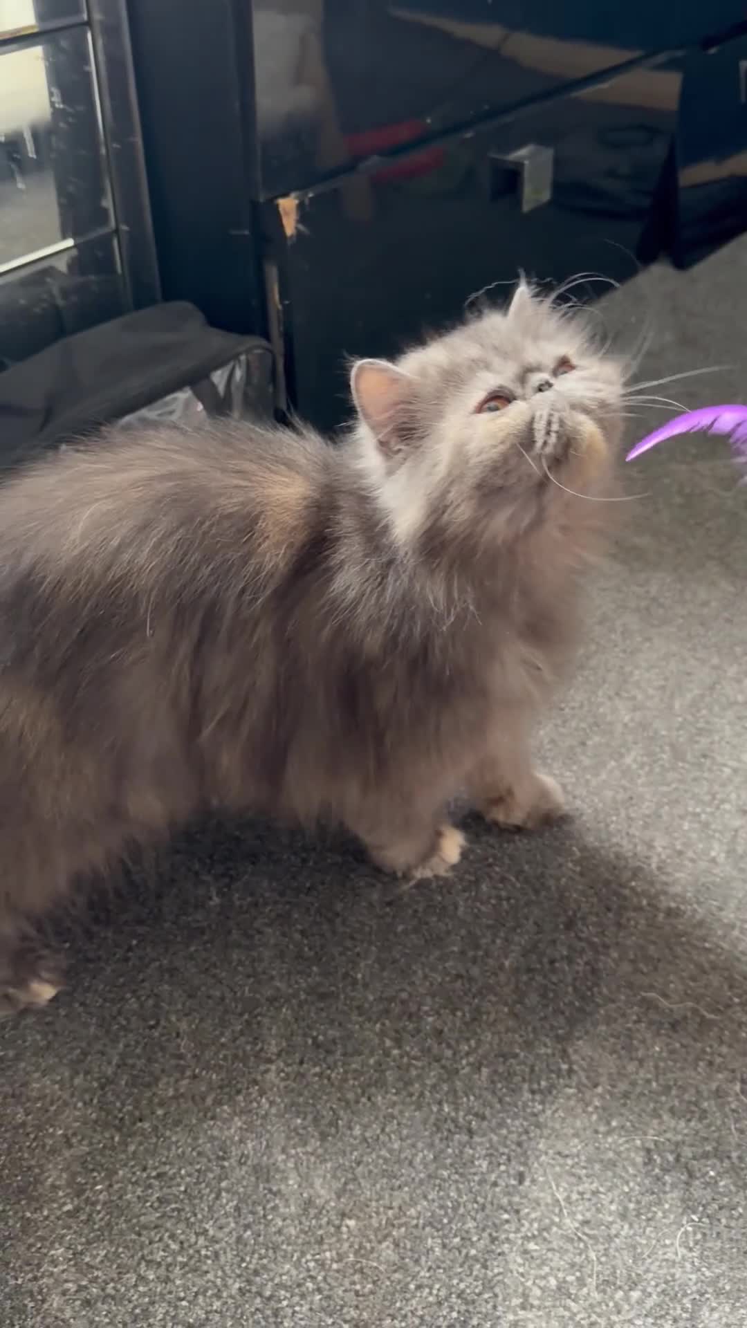 Persian cats for sale: Blue cream female persian - Video 1