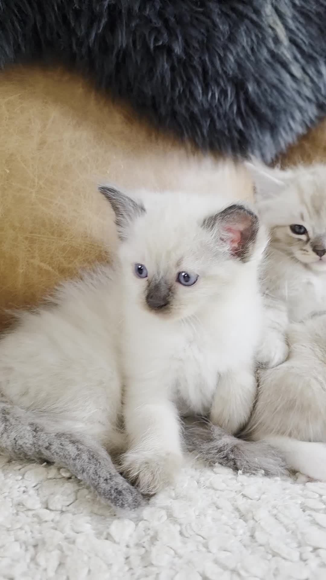 Ragdoll cats for sale: Beautifull Ragdoll Kittens - Video 1