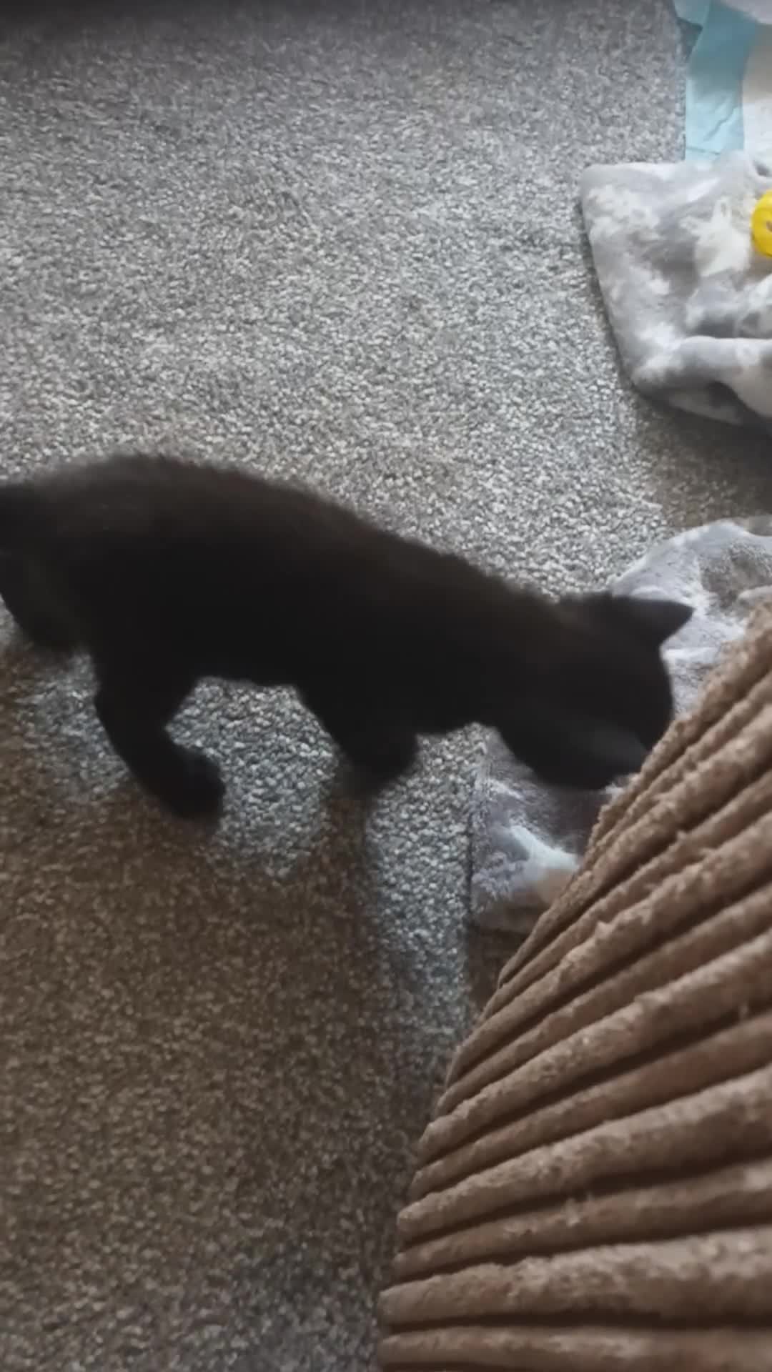 Mixed Breed cats for sale: kittens ready 25th Aug beautiful mixed colours - Video 1