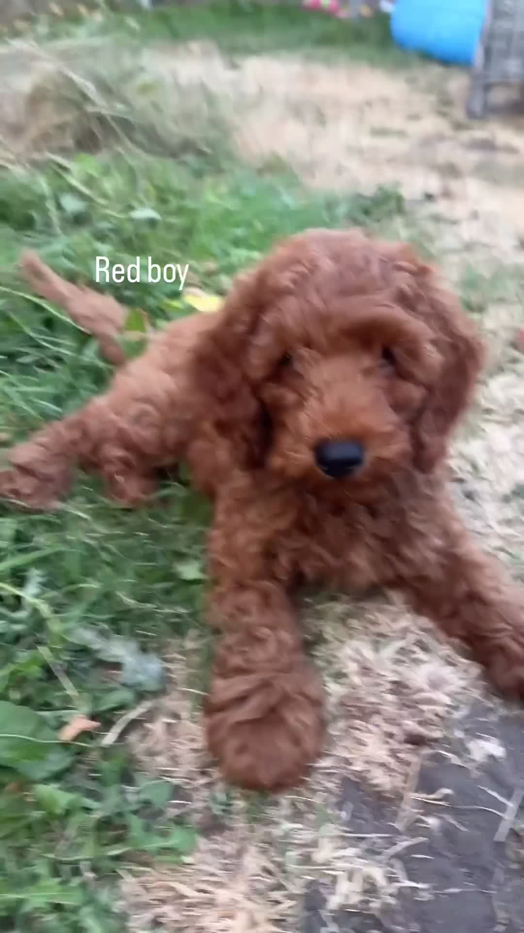 Cockapoo dogs for sale:  All puppies now rehomed 🐾🐾🐾 - Video 1